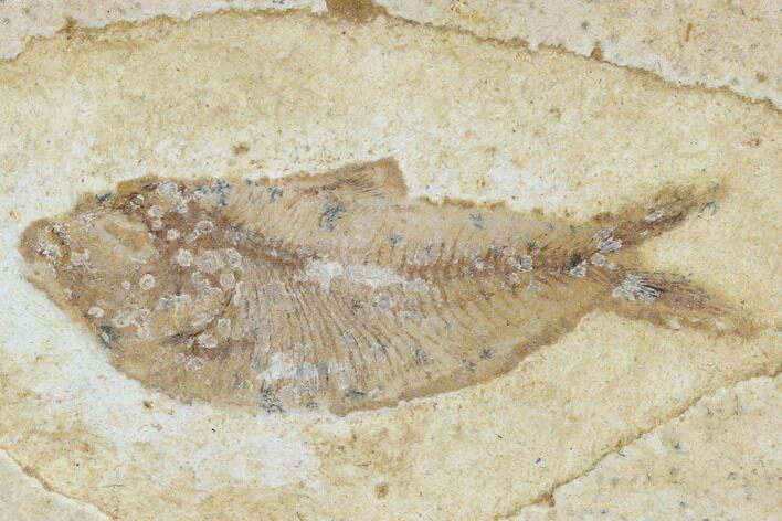 Cretaceous Fossil Fish - Morocco #104401